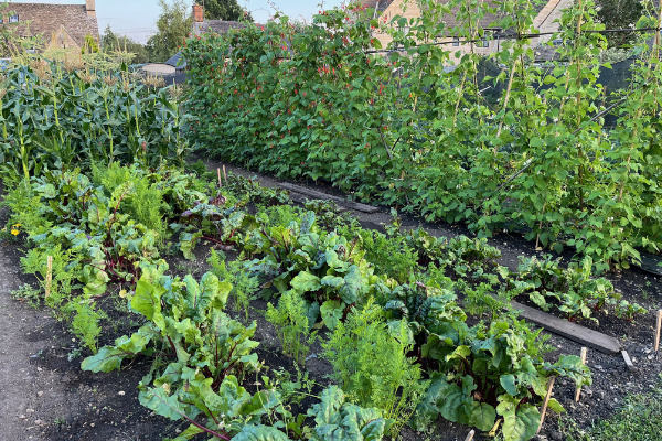 Barton Lane Allotments